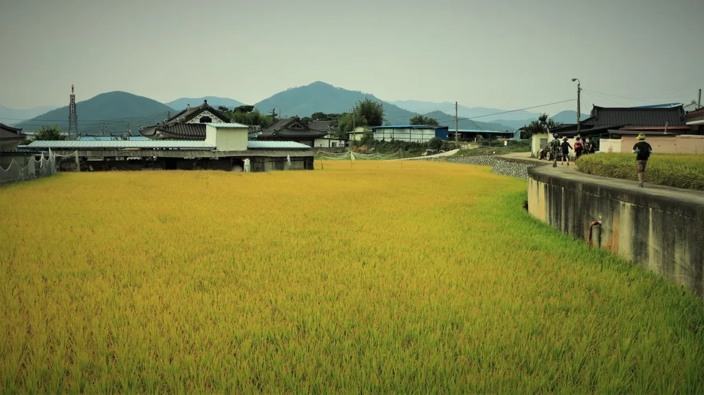 rice, fall, autumn-2812395.jpg