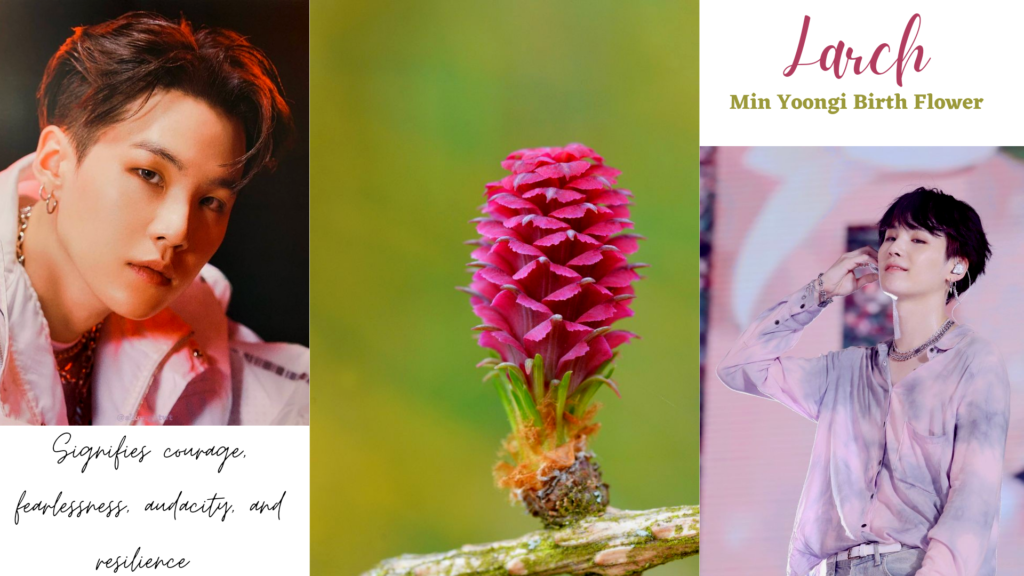 Min Yoongi Suga's Birth Flower | Larch