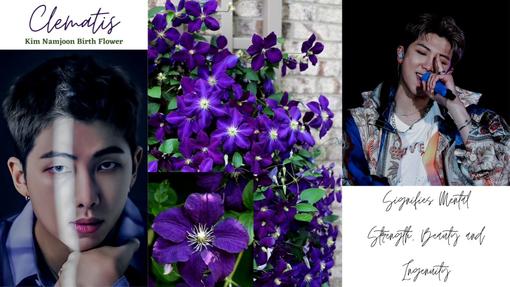 Kim Namjoon Birth Flower | Clematis