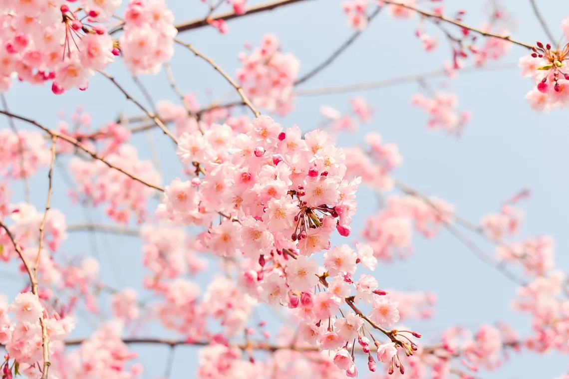 The Korean Hanami Home Page